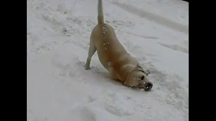 Куче в снега 