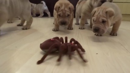 Осем малки Шар пей кученца срещу паяк
