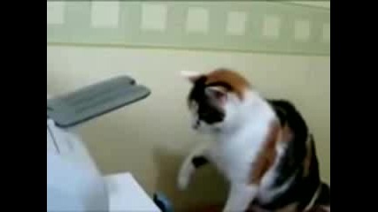 Котка бие принтер 