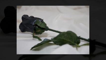 black rose
