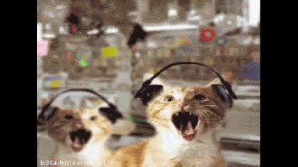 cats