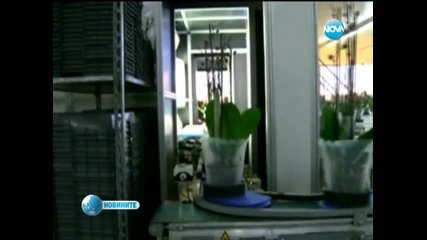 Холандски оранжерии обмислят да наемат българи и румънци