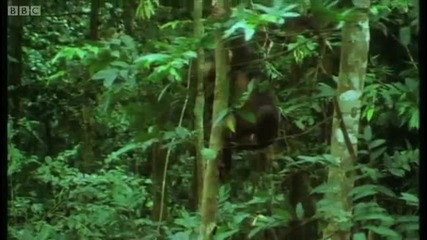 The Chimpanzee's Monkey Ambush - Predators - Bbc