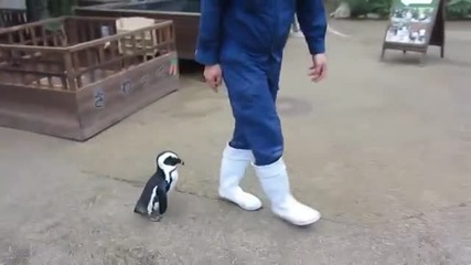 Пингвин бяга след стопанина си