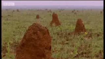 Мравки Атакуват Летящи Термити - Дивата Южна Америка