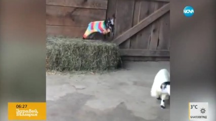 Козленца си правят пижамено парти