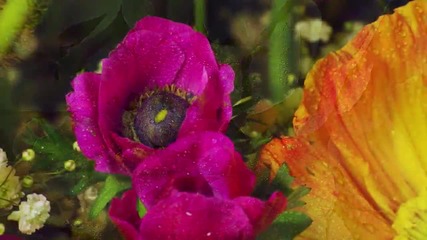 Amazing - flowers