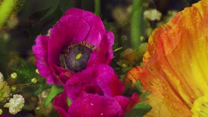 Amazing - flowers