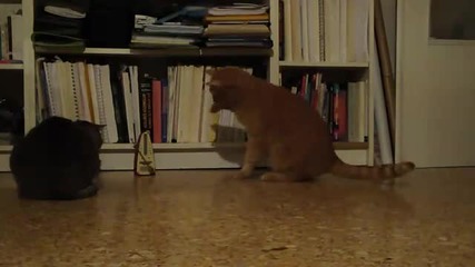 Котката я е Страх