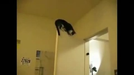 Котки Паркури