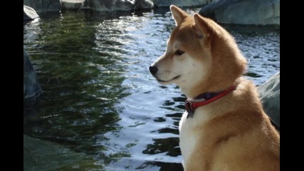 за породата shiba inu