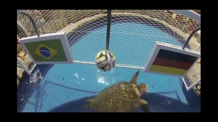 Костенурката – оракул предрече победа за Бразилия