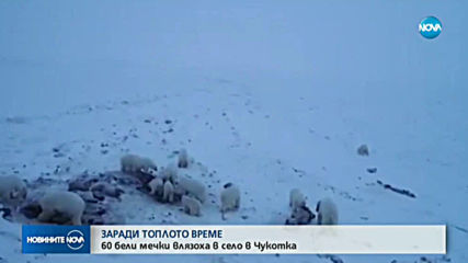 Полярни мечки обсадиха село в Чукотка