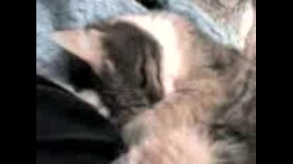 My Cat 2