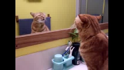 Котка мяука в тоалетната