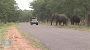 Zimbabwe Exports Elephants to China to Raise Funds Despite Protest
