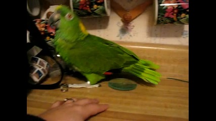 Забавен папагал, който пее и говори