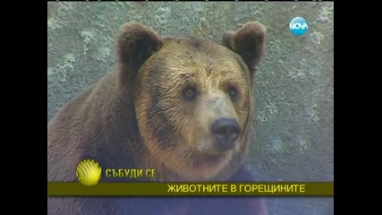 Животните в Софийския зоопарк разпускат на басейн