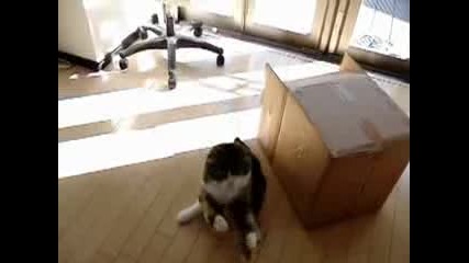 Живота на котка в забавен кадър 