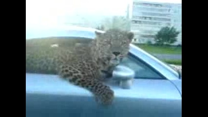 Леопард във Audi Tt :) 