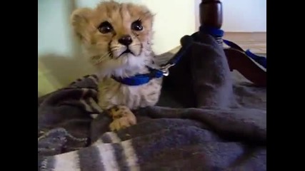 Бебе леопард мяука