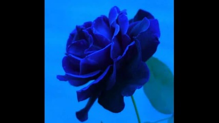 Una Rosa Blu per Cassialove