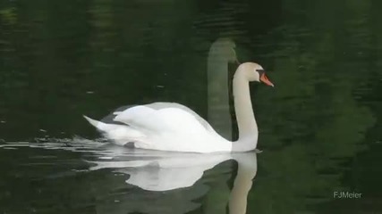 Как се къпят тези, които постоянно са във водата