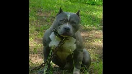 Pitbull 