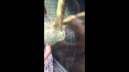 Как реагира орангутан на бременна жена