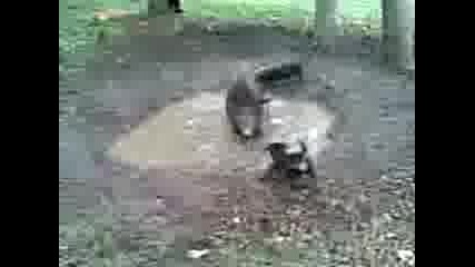 Видео001