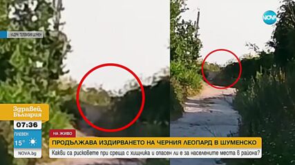 Продължават опитите за залавяне на големия хищник в „Шуменското плато”