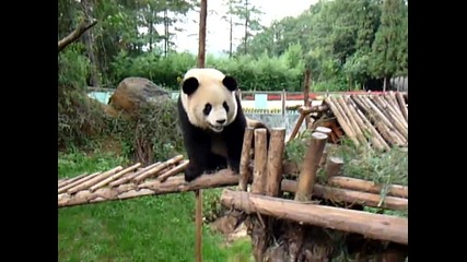 В Резерват Уолонг / Китай - Сладка Панда Си Играе 
