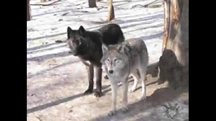 Love Wolves