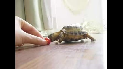 костенурката - срещу домата