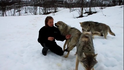Приятелството между Вълка и Човека