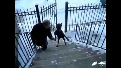 Страхотно куче изкачва стълби на 2 лапи 