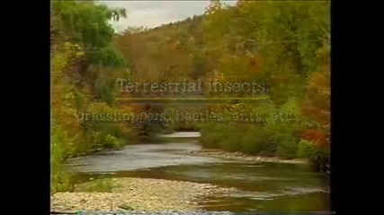 Fly Fishing Lessons - Part 15 