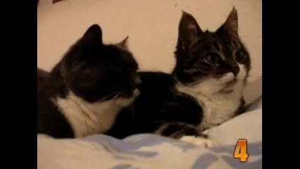 Компилация Най-забавни котки (смях до сълзи)