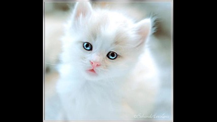 котенца 