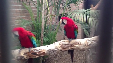 папагали Ара танцуват (много смях)