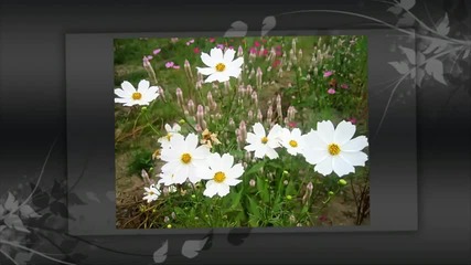 Romance No.2 in F Major - Beethoven.