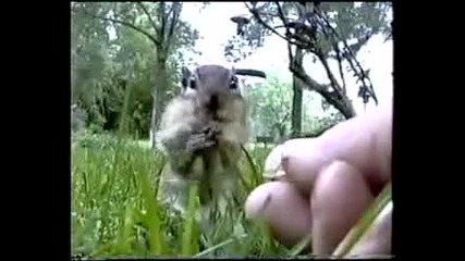 Катерица крадец ;.;