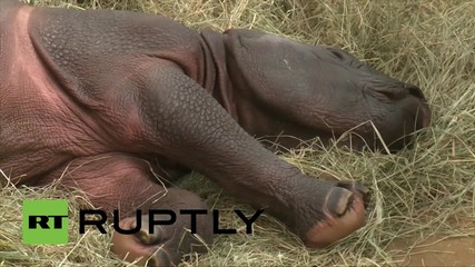 Germany: Meet the baby Indian rhino at Berlin's Tierpark