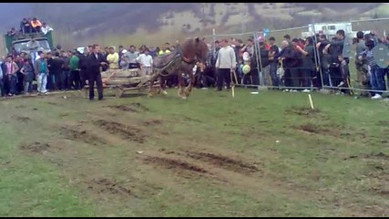 kon Me4o v Etropole