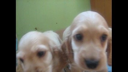 koker