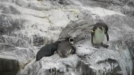 Отмъщението на Пингвина