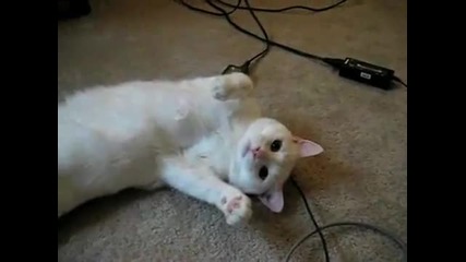 Talking Cat - Too Much of a Good Thing