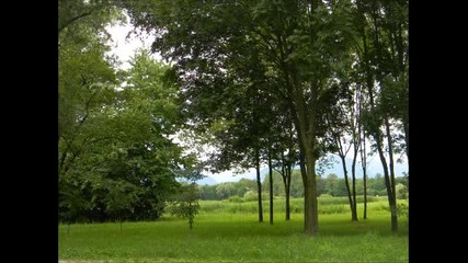 Piet Veerman - Green green grass of home
