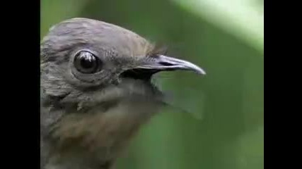 Bbc wildlife - Красива птица издава невероятни звуци 
