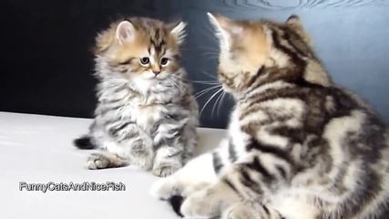 Funny Cats Who is the boss